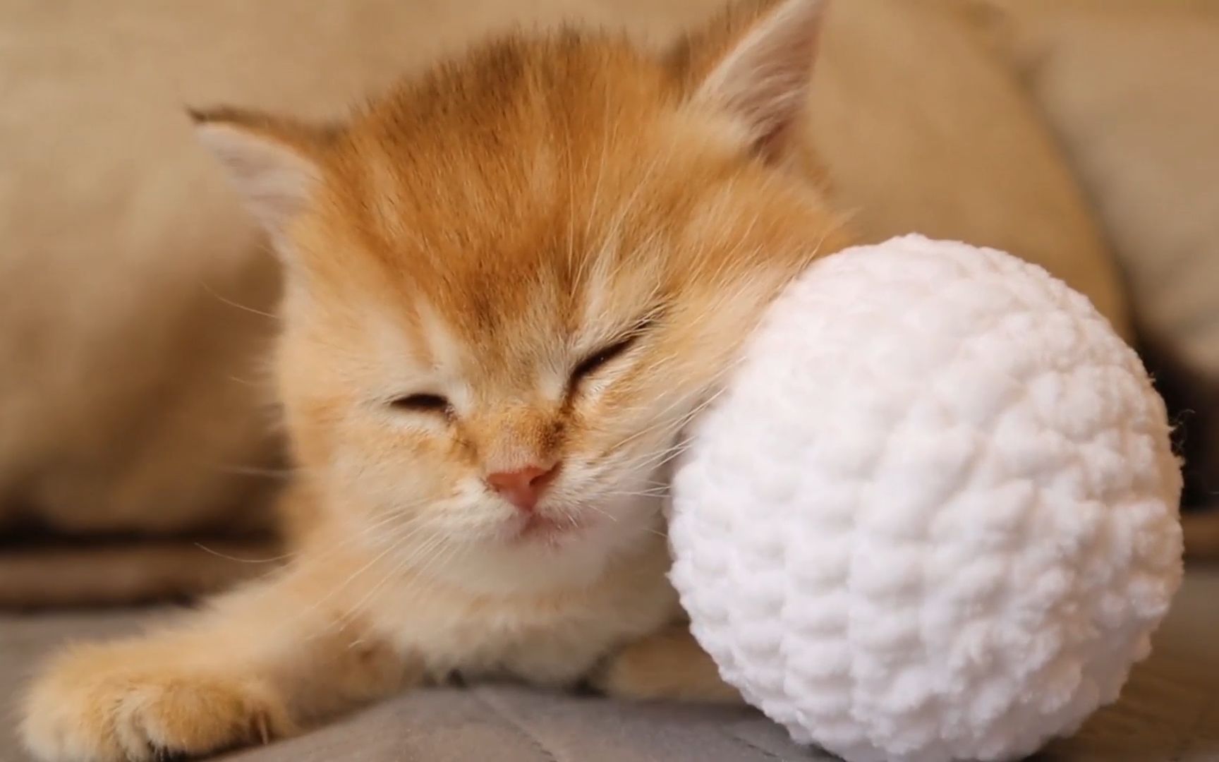 活动作品奶猫我的球睡着了也轮不到你们