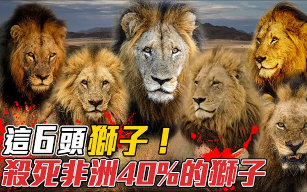 一年杀死100多头狮子【坏男孩雄狮联盟】