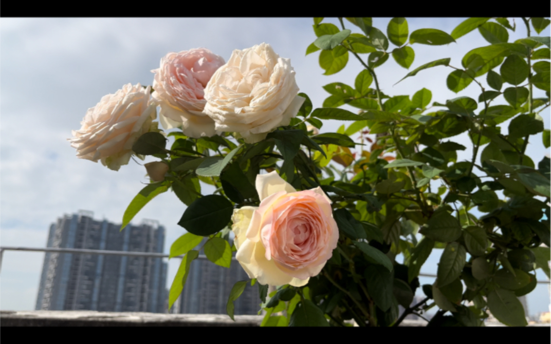 月季·蒙娜丽莎