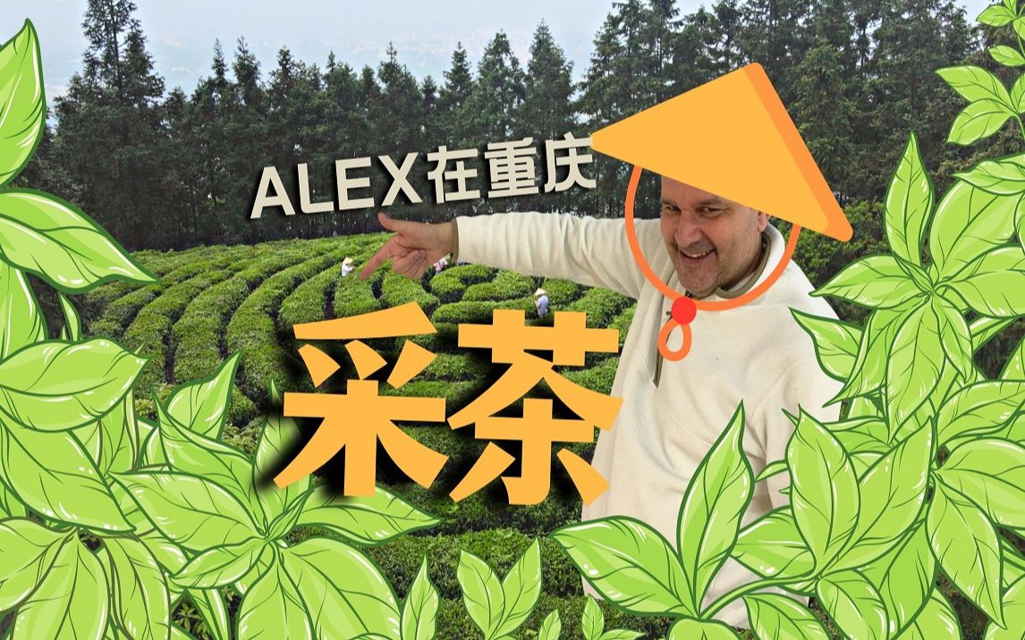 第一次体验中国茶叶的制作过程【Alex融入重庆生活】哔哩哔哩bilibili