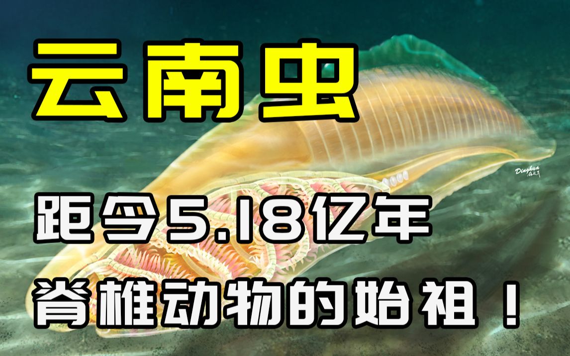 5.18亿年前的云南虫是脊椎动物始祖?20吨的巨犀登顶陆生最大哺乳动物宝座!【朝化析拾06】哔哩哔哩bilibili