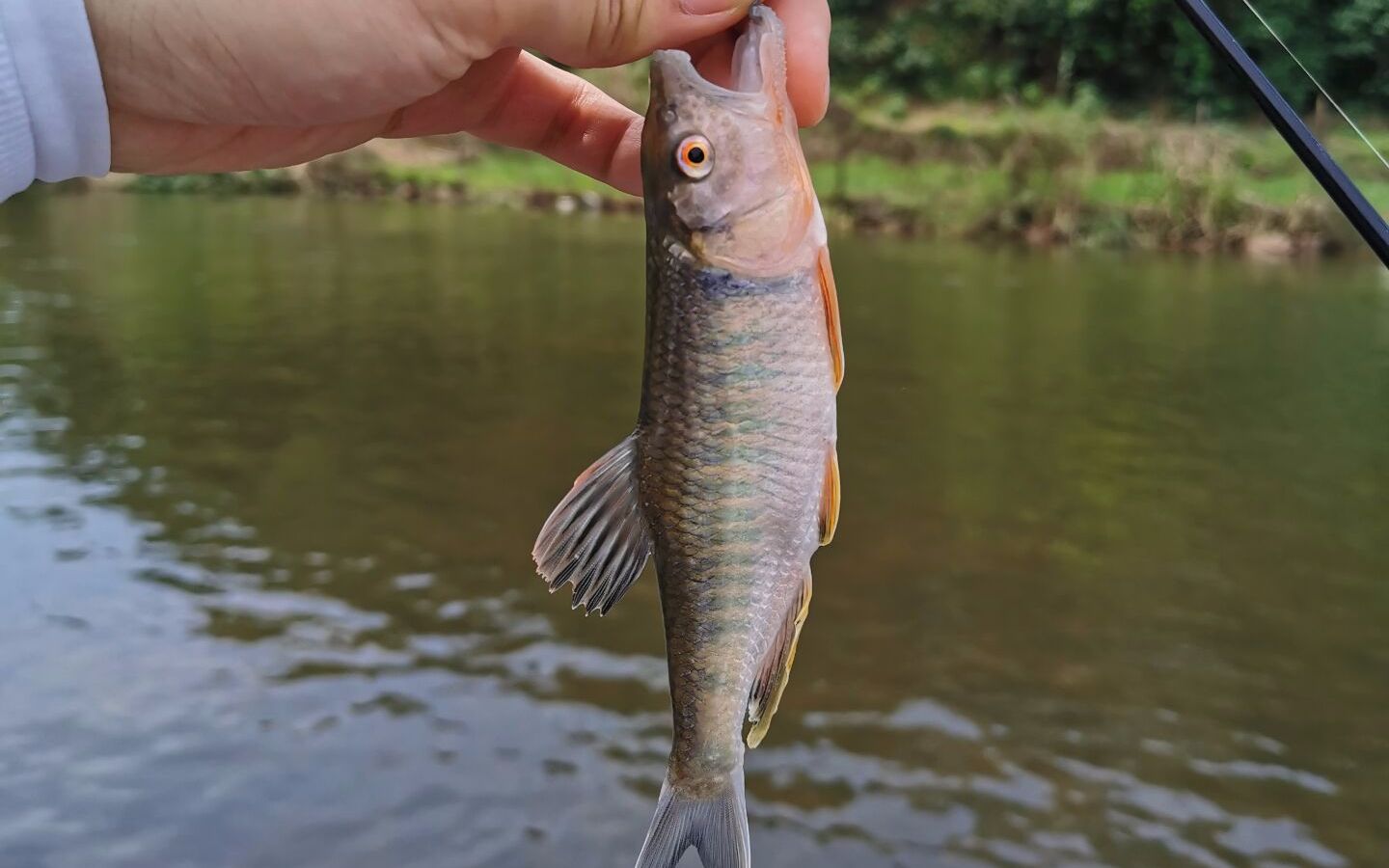 南宁大王滩水库路亚马口罗飞 溪流路亚新手