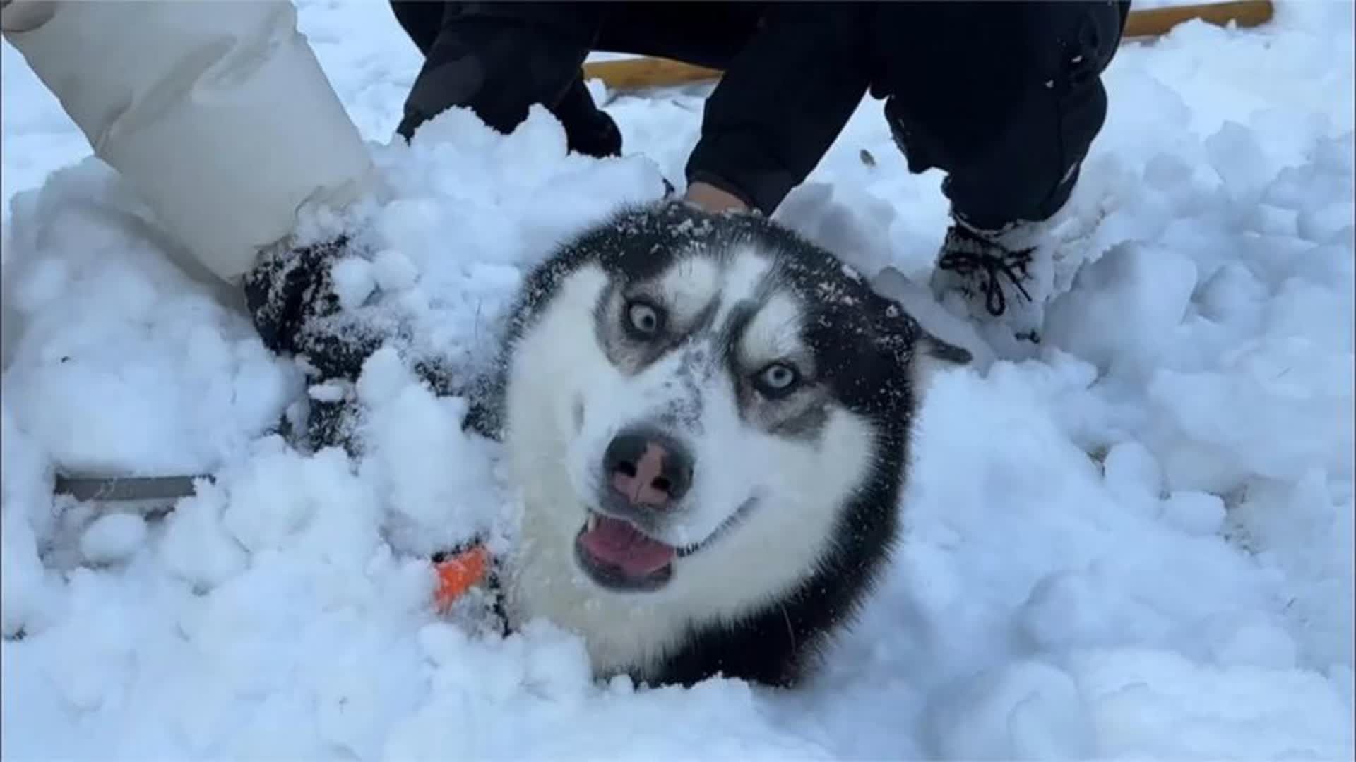 假装雪地活埋二哈,当傻狗被埋进雪里那一刻,大家千万憋住别笑!