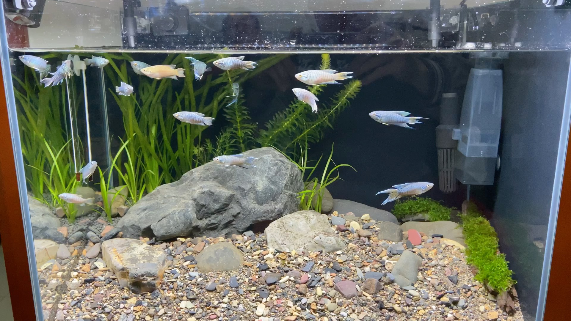 原生缸开缸一个月现状单养的中国斗鱼有点状态了水蚤喂了三种东西的