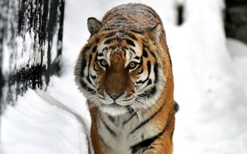 雪地里正在打沙包的雌性东北虎