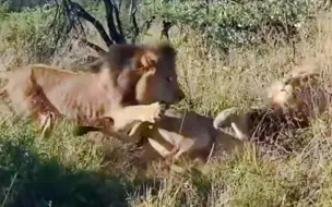 Скачать видео: 黑鬃狮王偷袭入侵者，2头雄狮奇迹般结为盟友