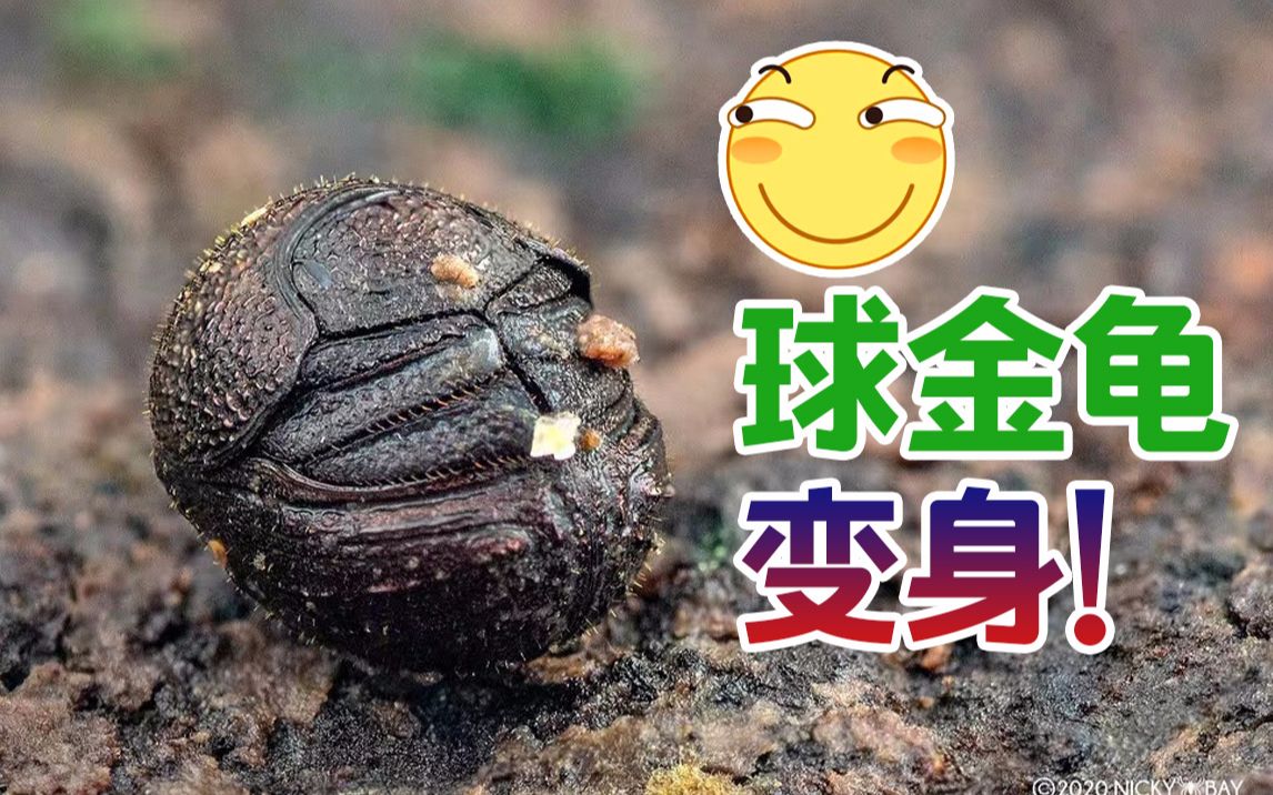 球金龟成球之谜 为什么球金龟可以缩成一个球