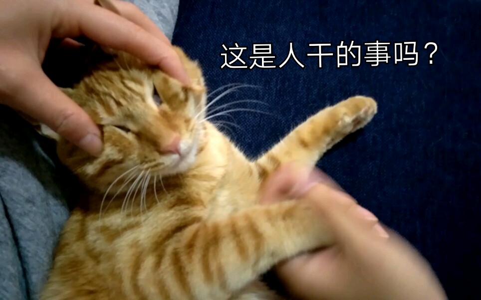 【橘猫】小肥猫:看看,这是人干的事吗?