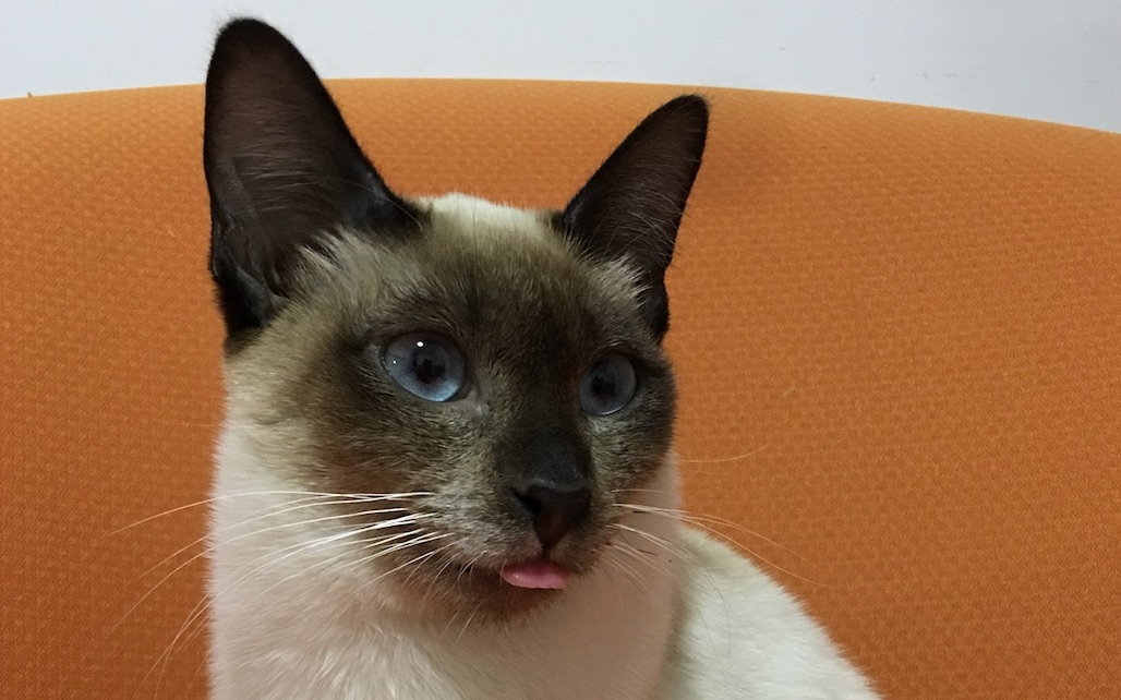 暹罗猫九儿姑娘的卖萌日常