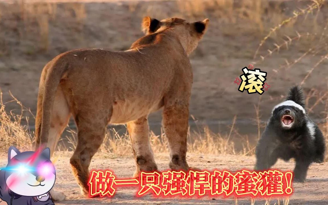 蜜獾为什么称为平头哥?平头哥的英勇事迹集!哔哩哔哩bilibili