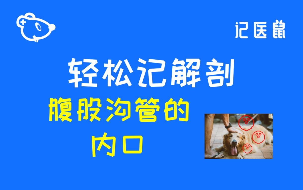 77 解剖 轻松记 腹股沟管的内口哔哩哔哩bilibili