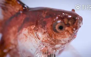 饴细工 搜索结果 哔哩哔哩 Bilibili