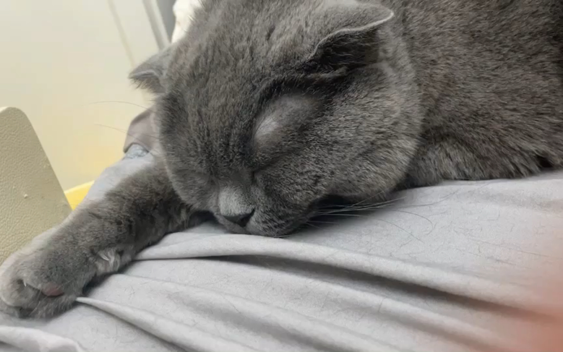 一天到晚吃饱就睡-英短蓝猫