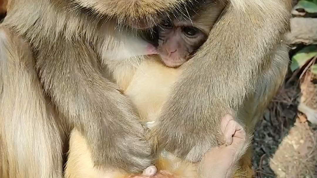 小猴儿享受妈妈的宠爱.