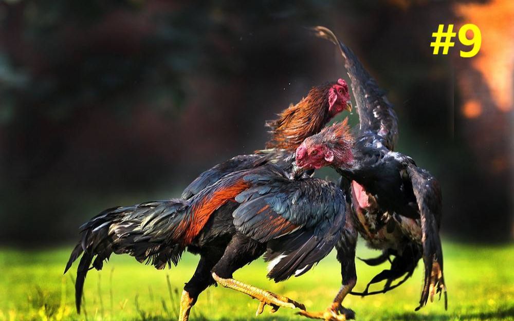 帝国时代2决定版萌新排位之菜鸡互啄9你们要的世界未亡决不投降