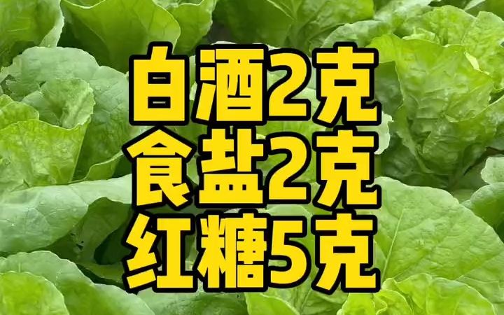 [图]【说三农】无毒无害的小妙招，让你的青菜一个虫眼也没有