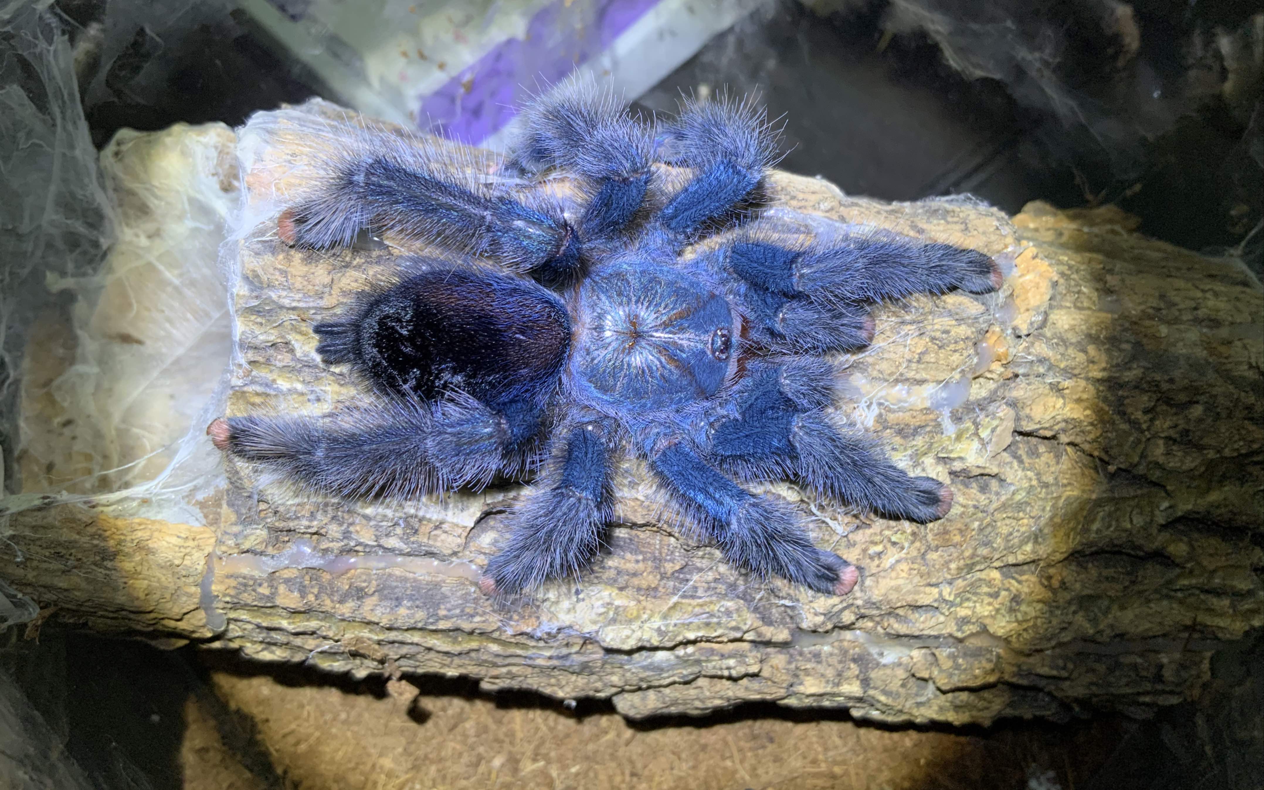 纯种巴西蓝绿粉趾