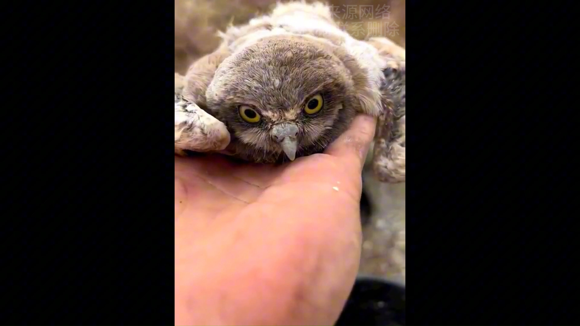 给呆萌的小猫头鹰换个家