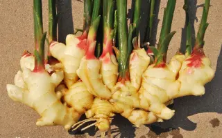 生姜种植 搜索结果 哔哩哔哩 Bilibili