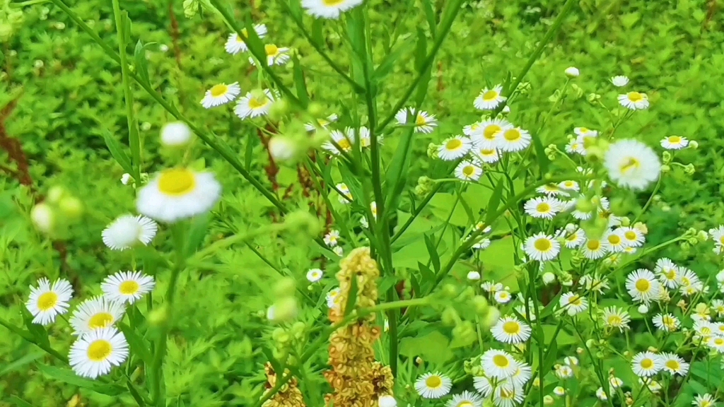 [图]每次都可以看到路边野花，一种野性舒适的美