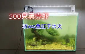 Download Video: 请来500只黑壳虾，让其吃光鱼缸绿藻，为啥入缸前不能泡袋子呢