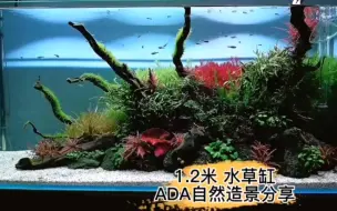 Descargar video: 1.2米水草缸，自然造景风格，造景过程分享！