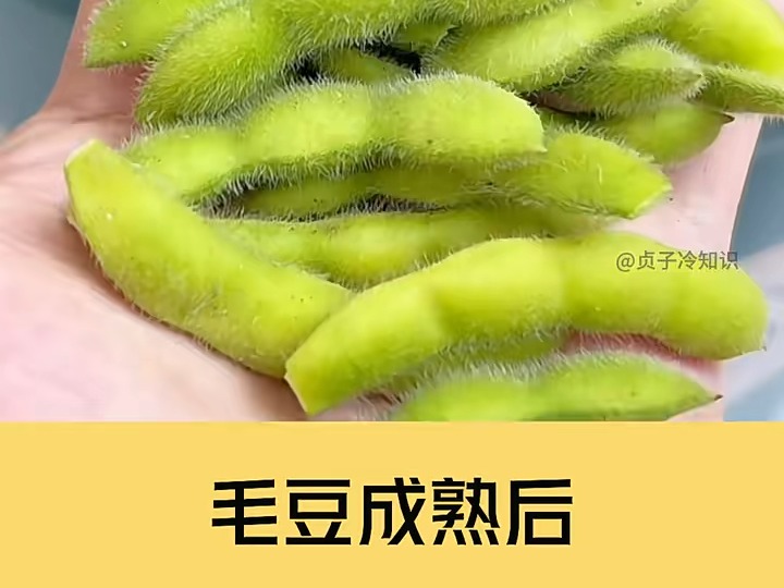 豆皮和豆腐是什么关系??哔哩哔哩bilibili