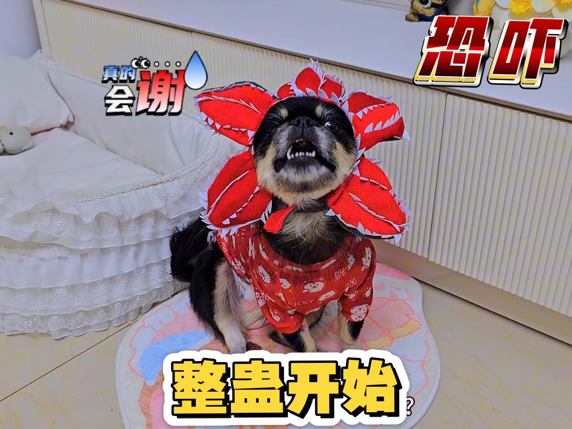 狗狗整蛊反被整，开心的嗷嗷叫