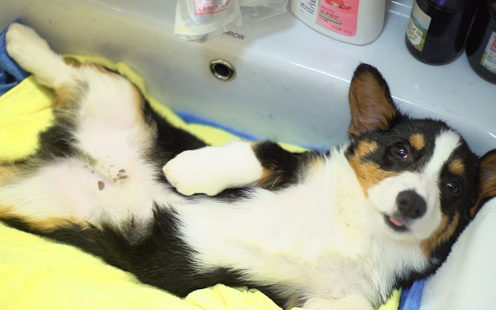 柯基小短腿dubymiko第一次洗澡还没下水就悬空式的狗刨这一招你从拿学