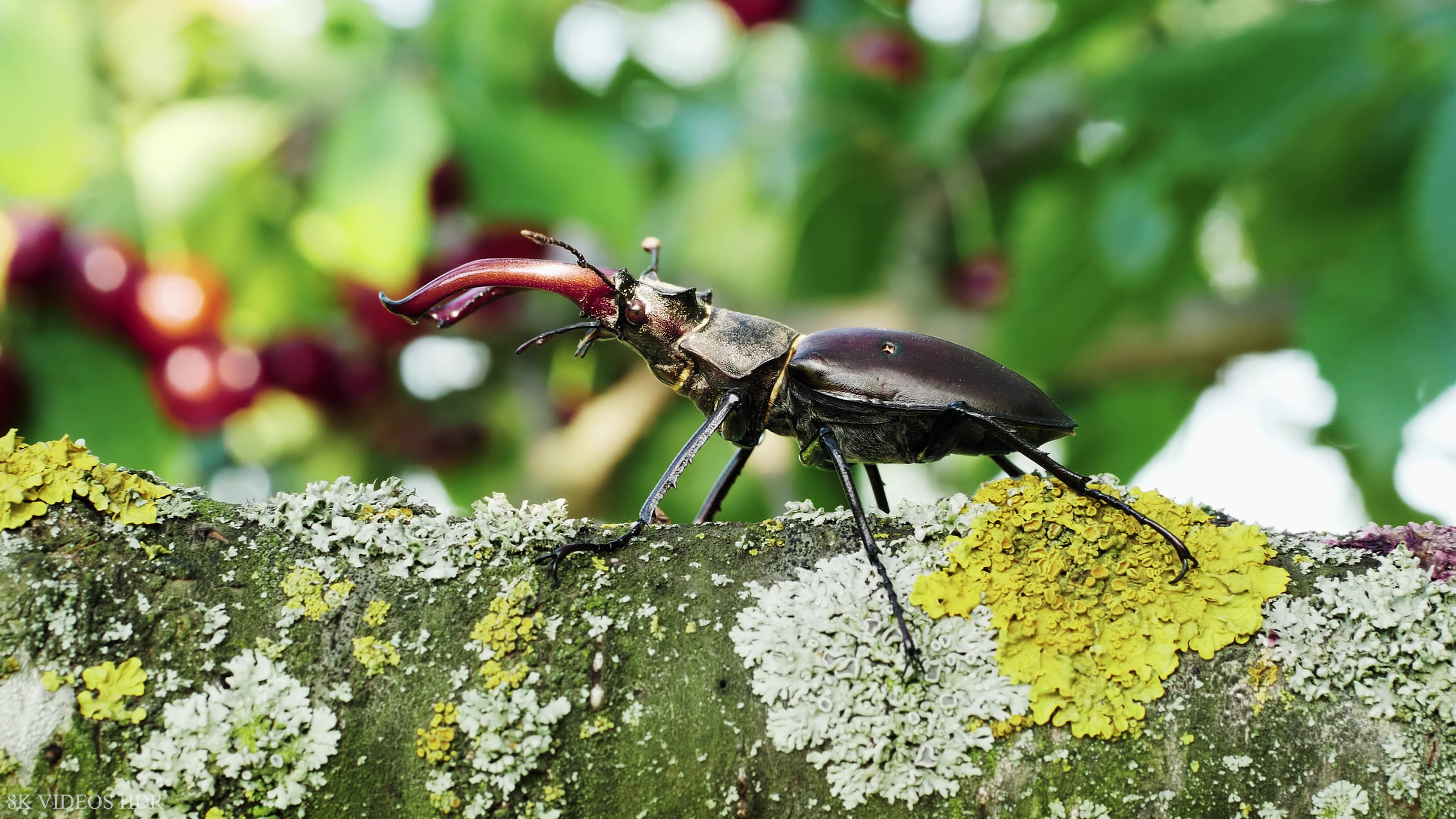 昆虫的秘密世界8k ultra hd-昆虫名称和自然声音