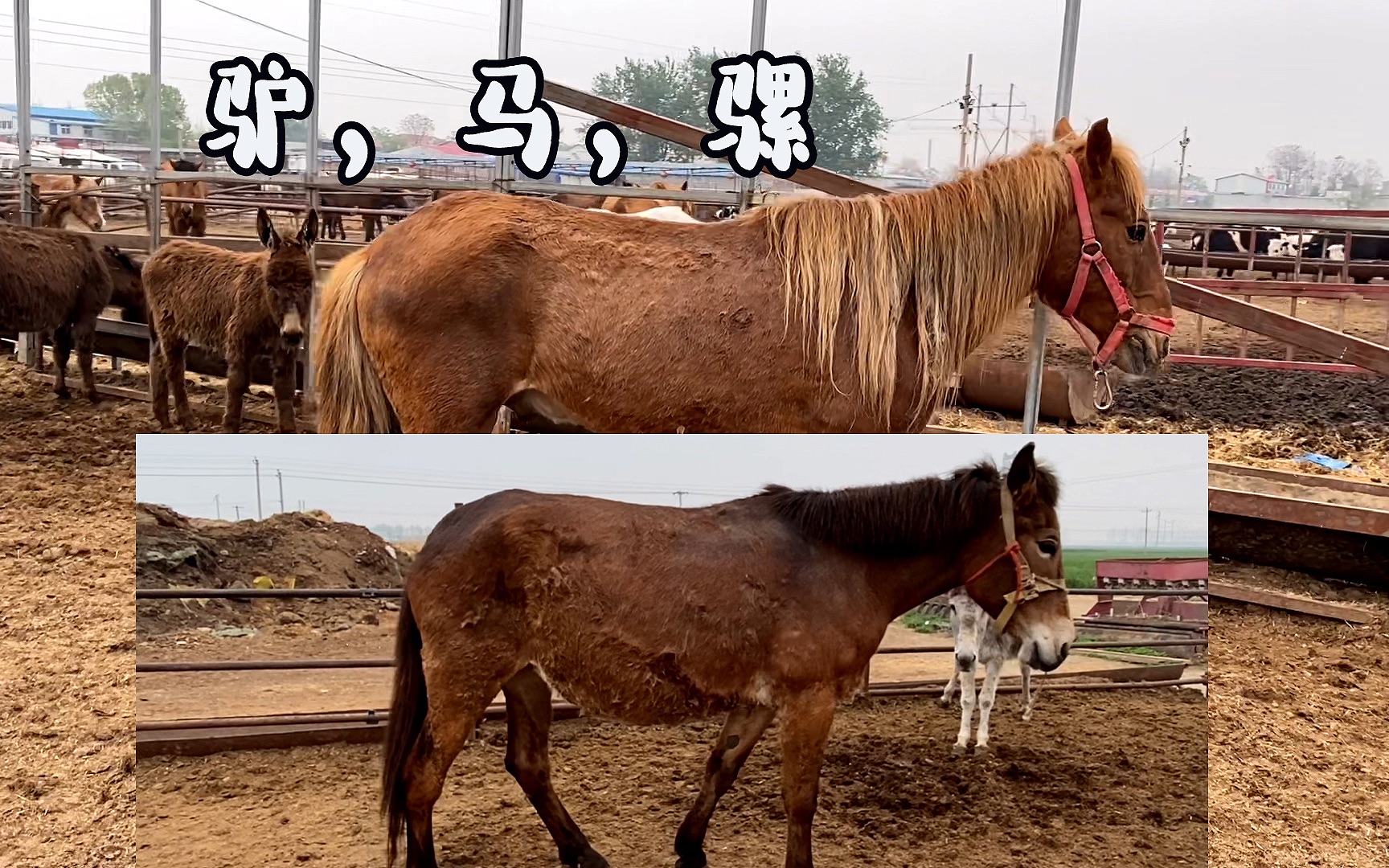 骡子跟马的区别图片图片