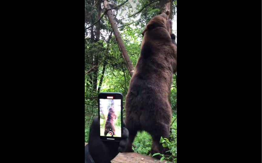 家养熊已经从小熊长大成大熊熊了,但是在爷爷的眼里永远是个小孩子.