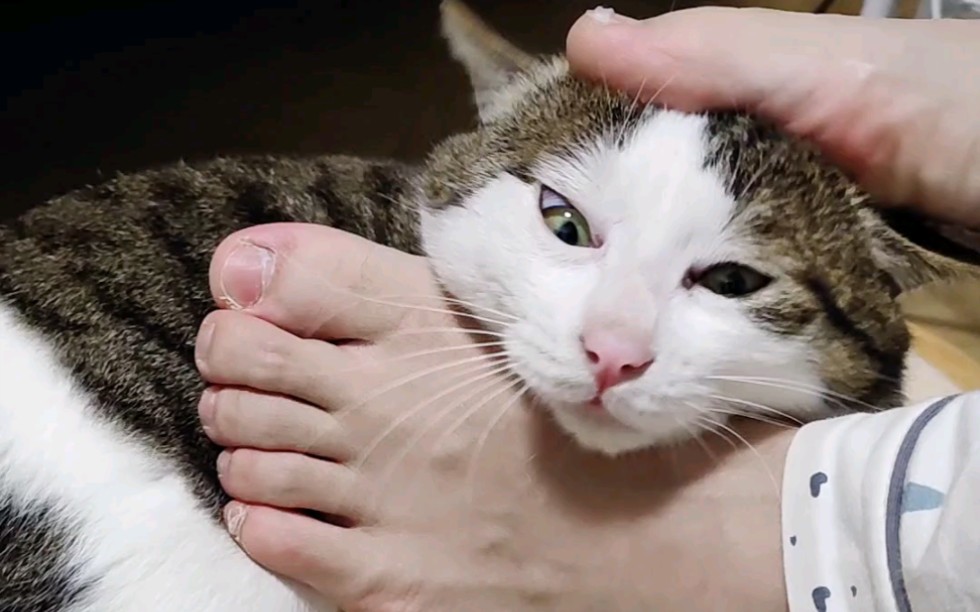 它好像很享受的样子.