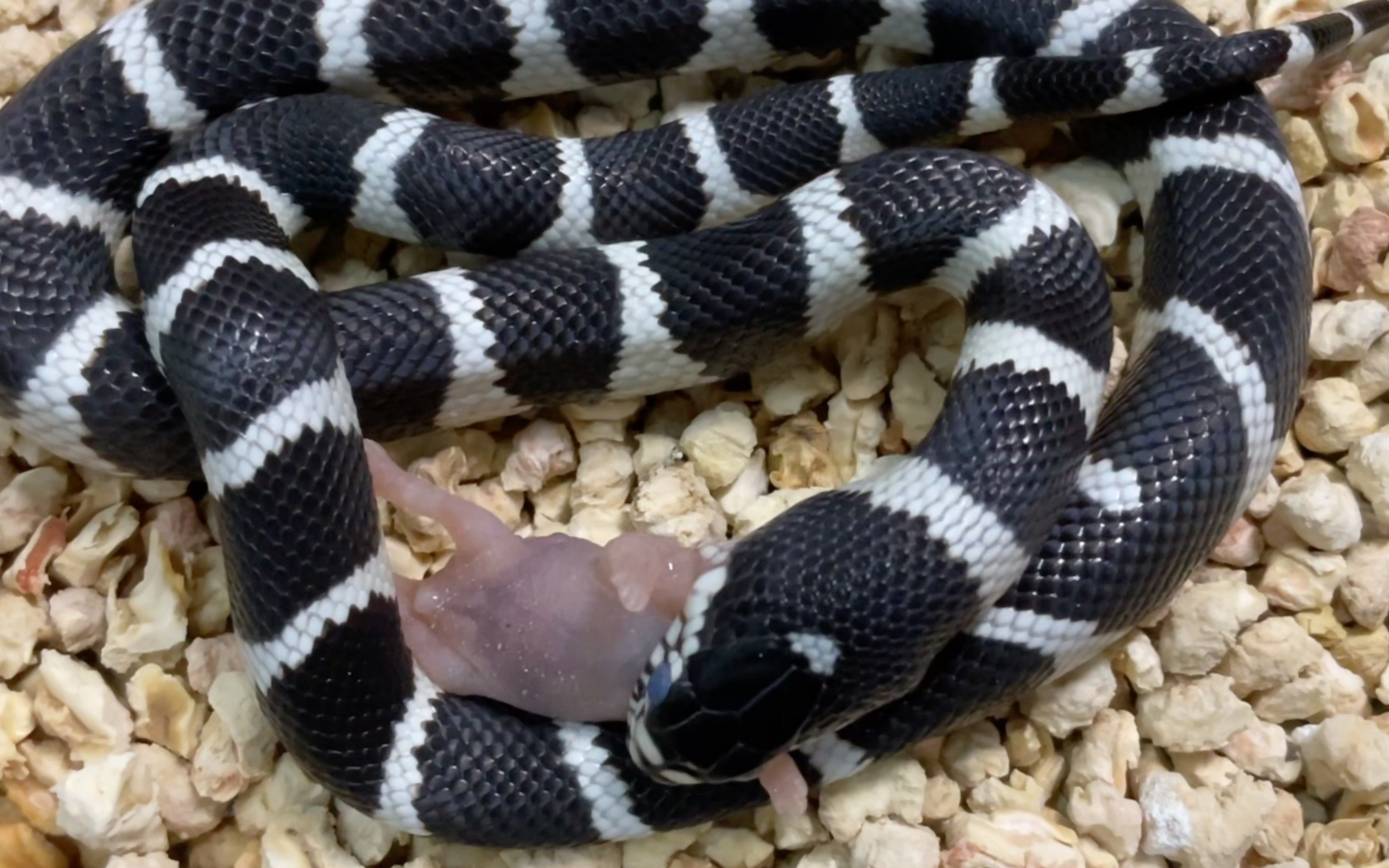 黑白王蛇扑食.蒙眼马上要蜕皮了