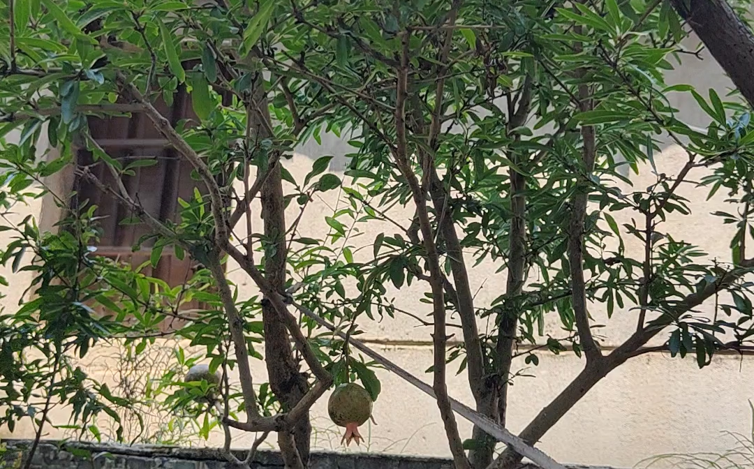 浙江省义乌市义亭镇石塔一村