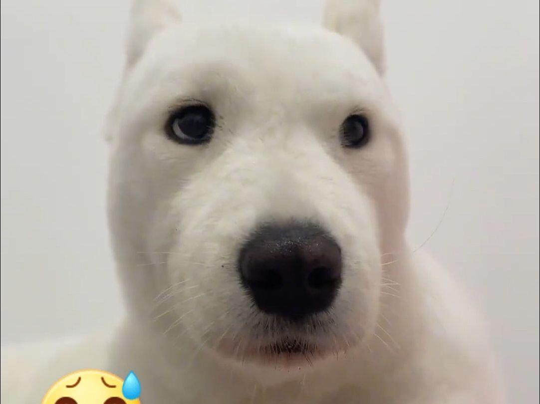 萨摩耶去理发,理完之后竟"判若两狗".