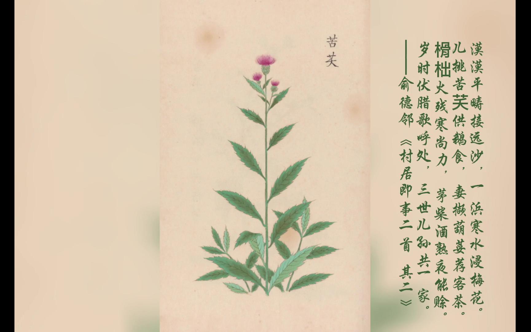 [图]发现古籍之美·《庶物类纂图翼》：古籍、诗文中的药草植物之美.08-1