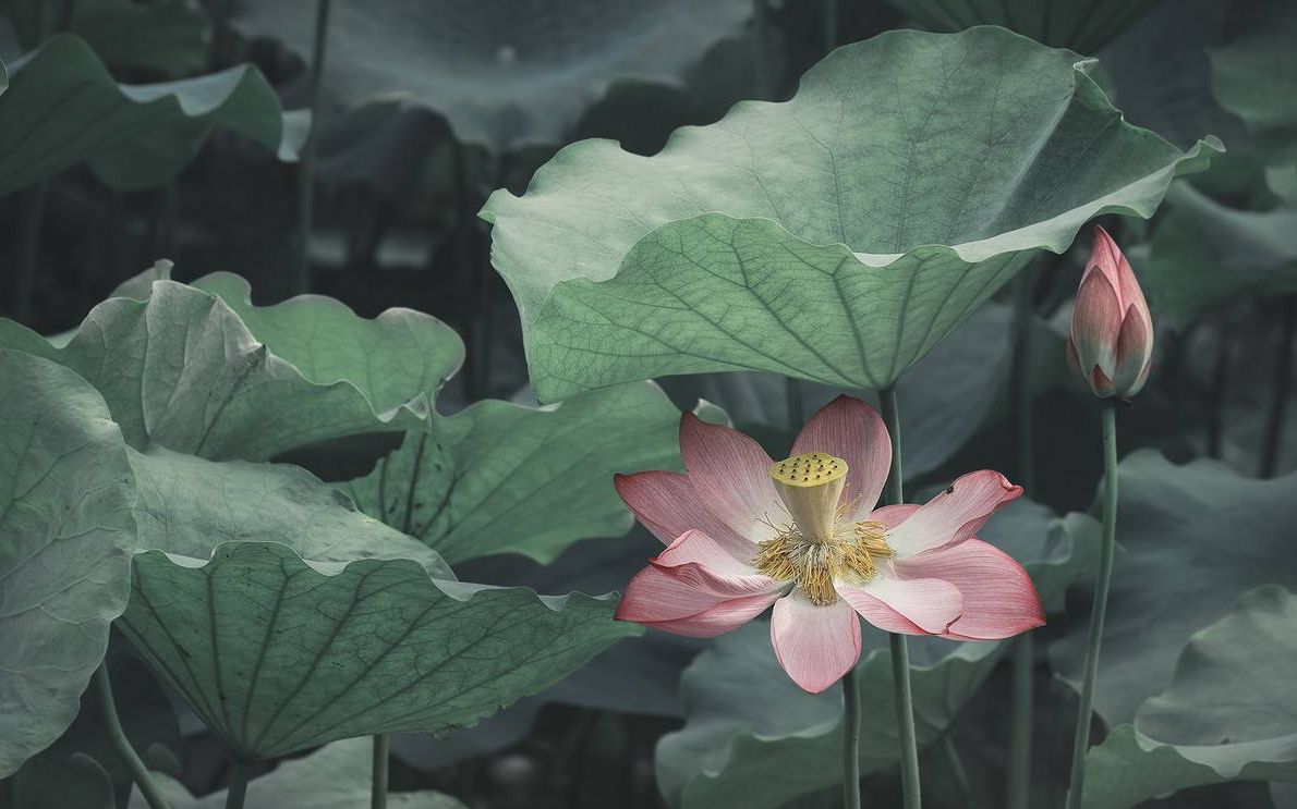 【68】《梦千年之恋》