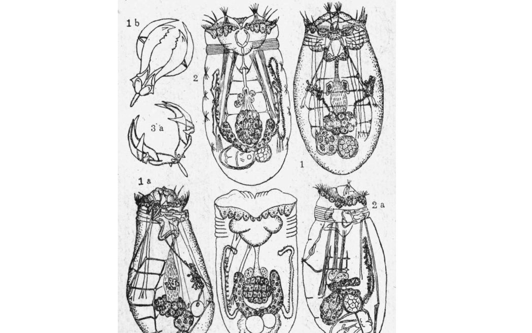 显微镜下的世界浮游动物某晶囊轮虫
