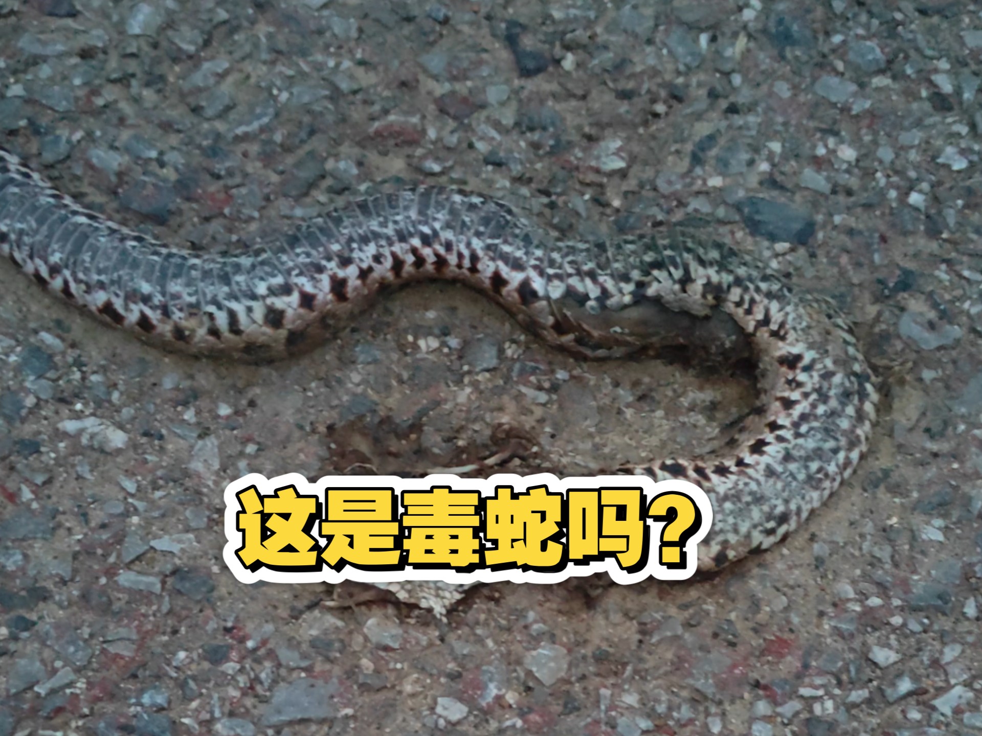 这是个毒蛇(短尾蝮)子吗~感觉像毒蛇