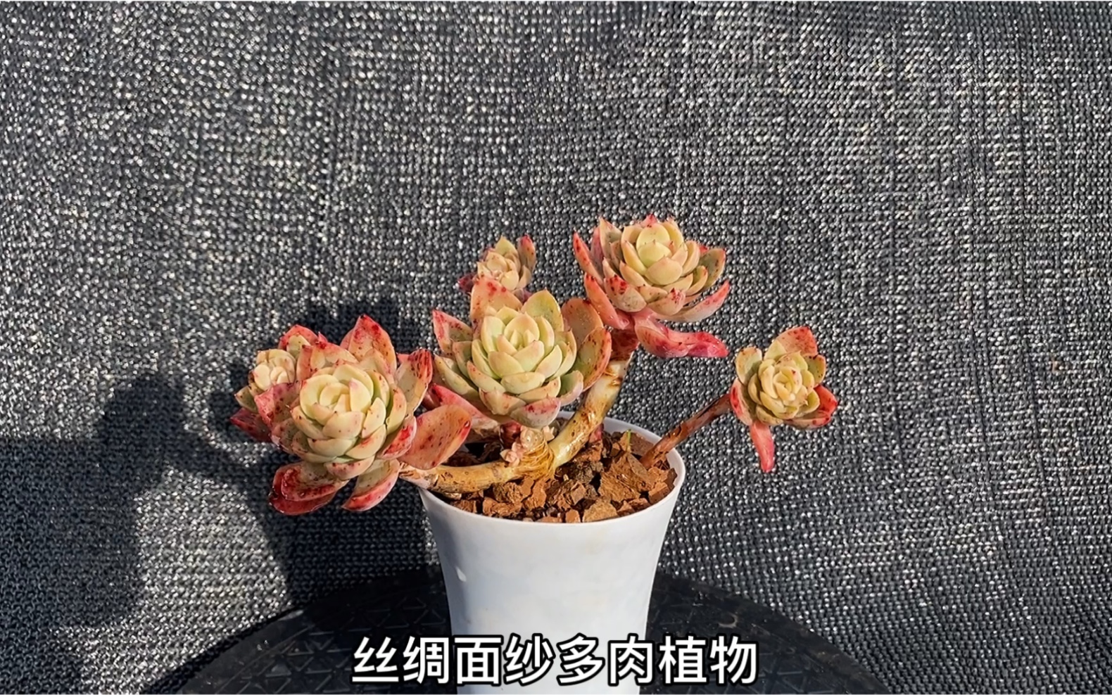 活动作品猪的多肉丝绸面纱多肉植物