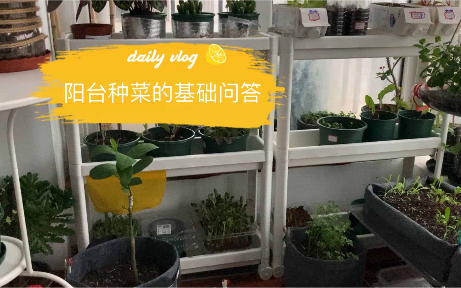 日常Vlog封闭阳台种菜的经验分享|土壤|容器工具|咖啡渣堆肥哔哩哔哩bilibili