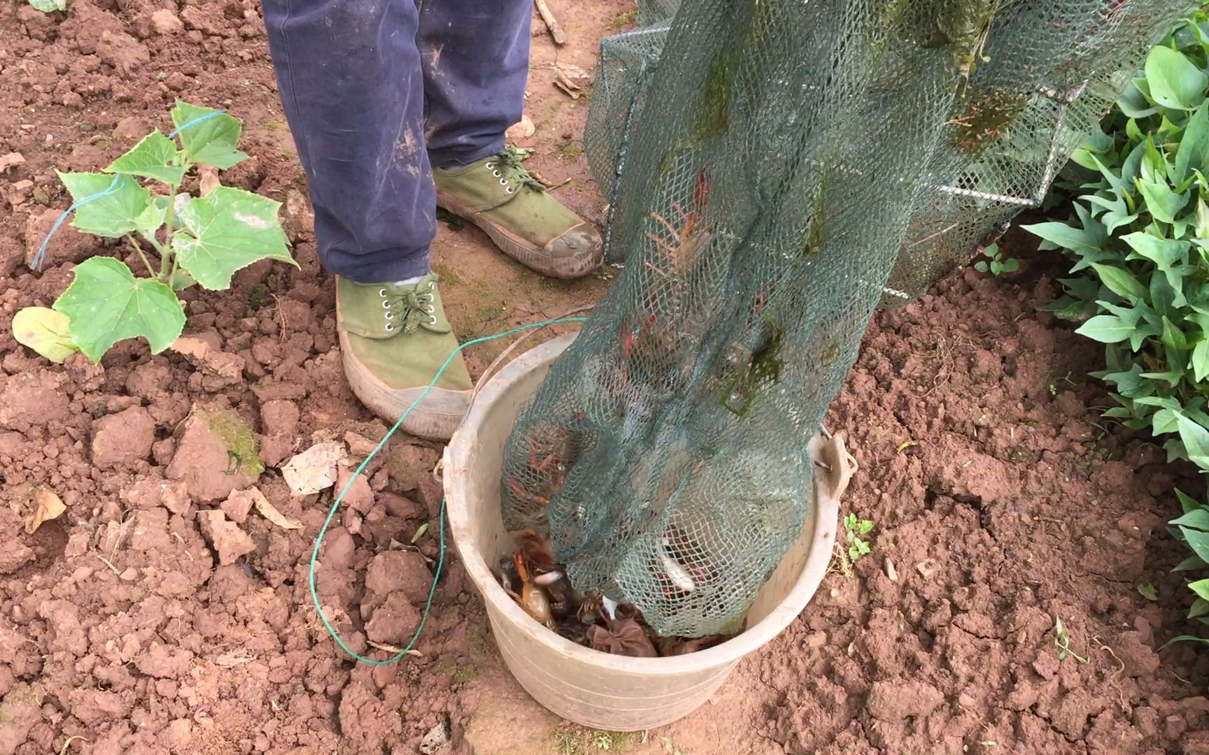 小龙虾泛滥农村小哥放了一个地笼收获好多小龙虾