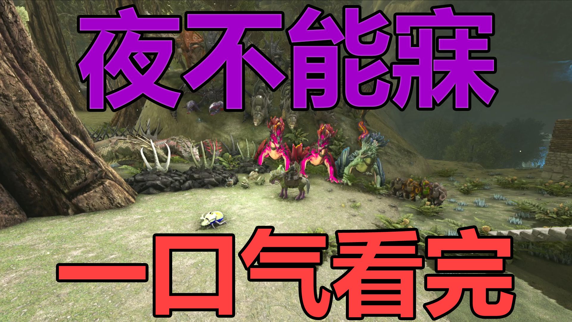 一口气看完夜不能寐！