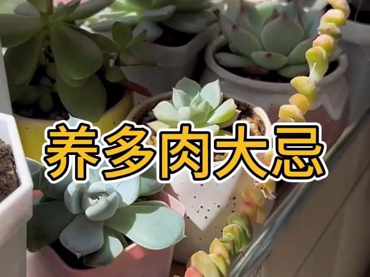 多肉植物养护三大忌,一定要管住手!哔哩哔哩bilibili