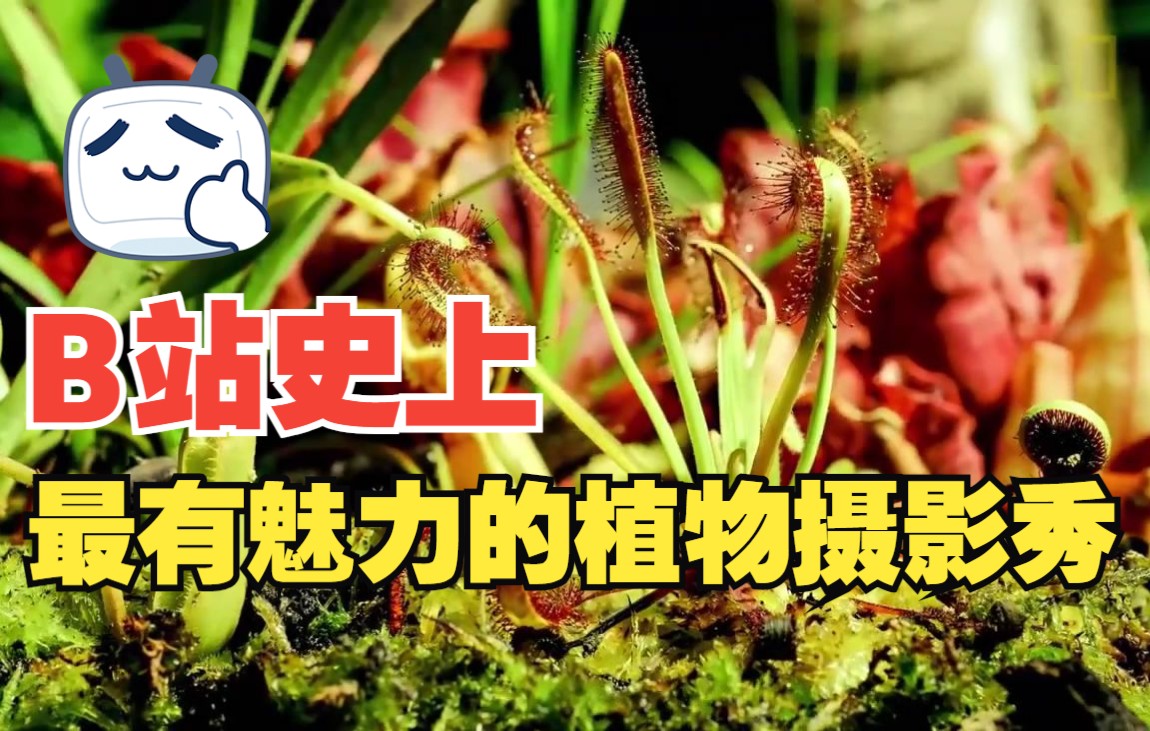 延時攝影 食蟲植物的花園_嗶哩嗶哩_bilibili