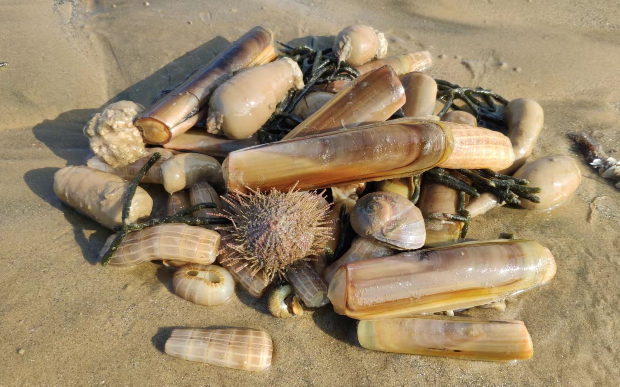 退大潮沙滩上海货真不少,手掌长的竹节蛏,随便一挖就能找到
