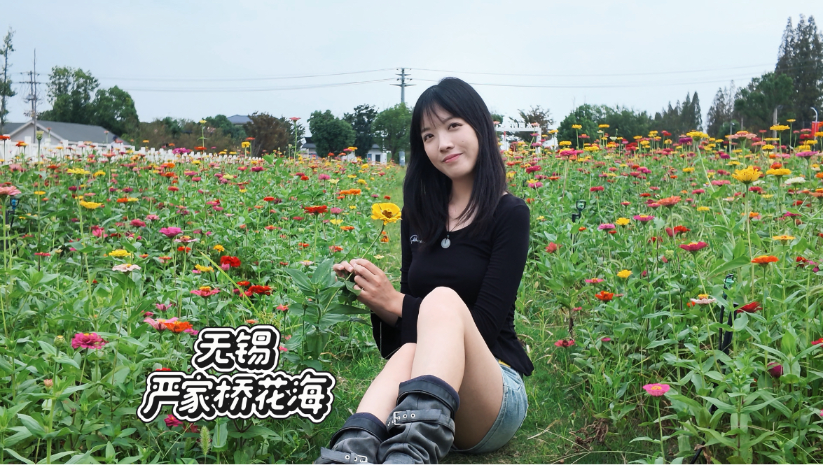 无锡严家桥｜江南的秋日花海