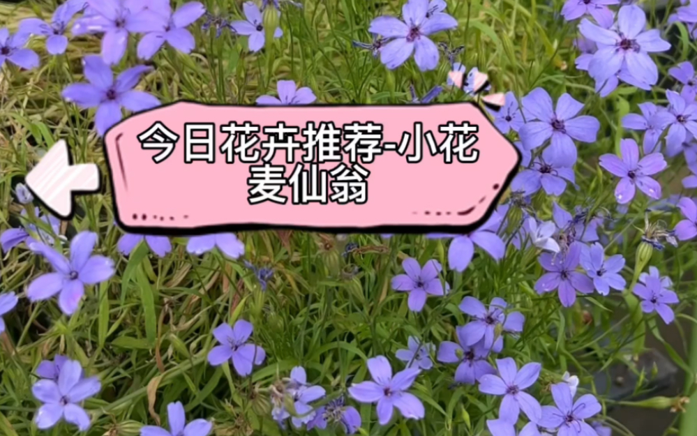 今日花卉推荐小花麦仙翁哔哩哔哩bilibili