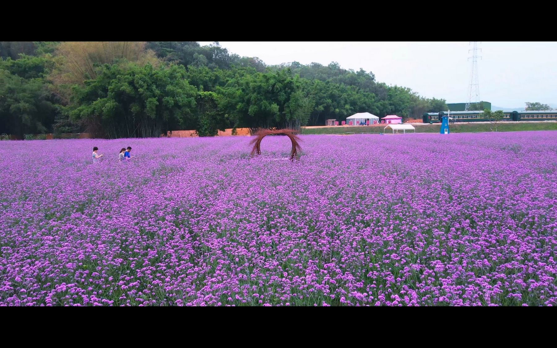 4k航拍广州知识城九佛花海,配上凤凰传奇live 版的海底,唯美mv